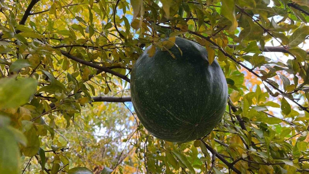 Kabak Nar Ağacında Meyve Verdi