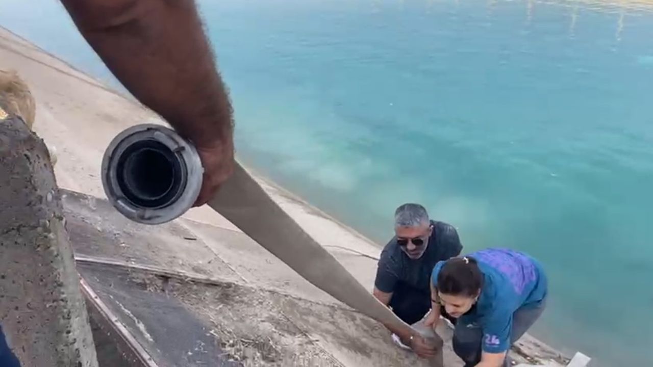 Kahraman Anne Kangal Köpeği Kurtardı