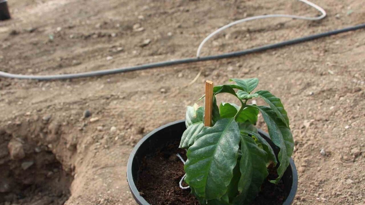 Kahve Türkiye'de Yetiştiriliyor: Kumluca'da Önemli Adım