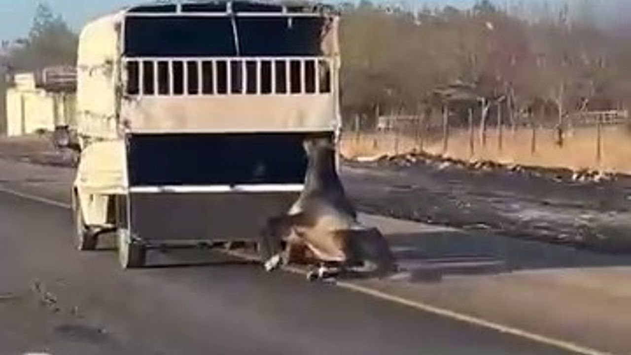 Kamyonetin Arkasında Sürüklenen Atın Feci Olayı