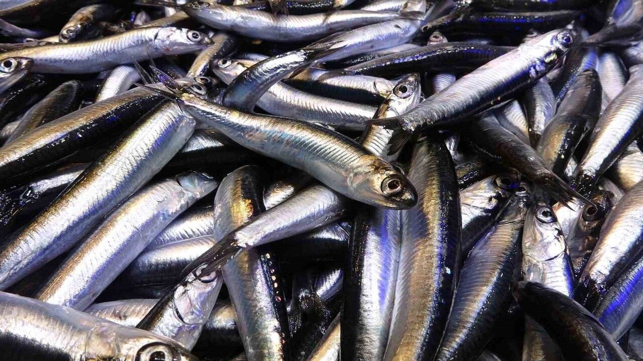 Karadeniz'de Hamsi Sezonu Rekor Seviyelerde