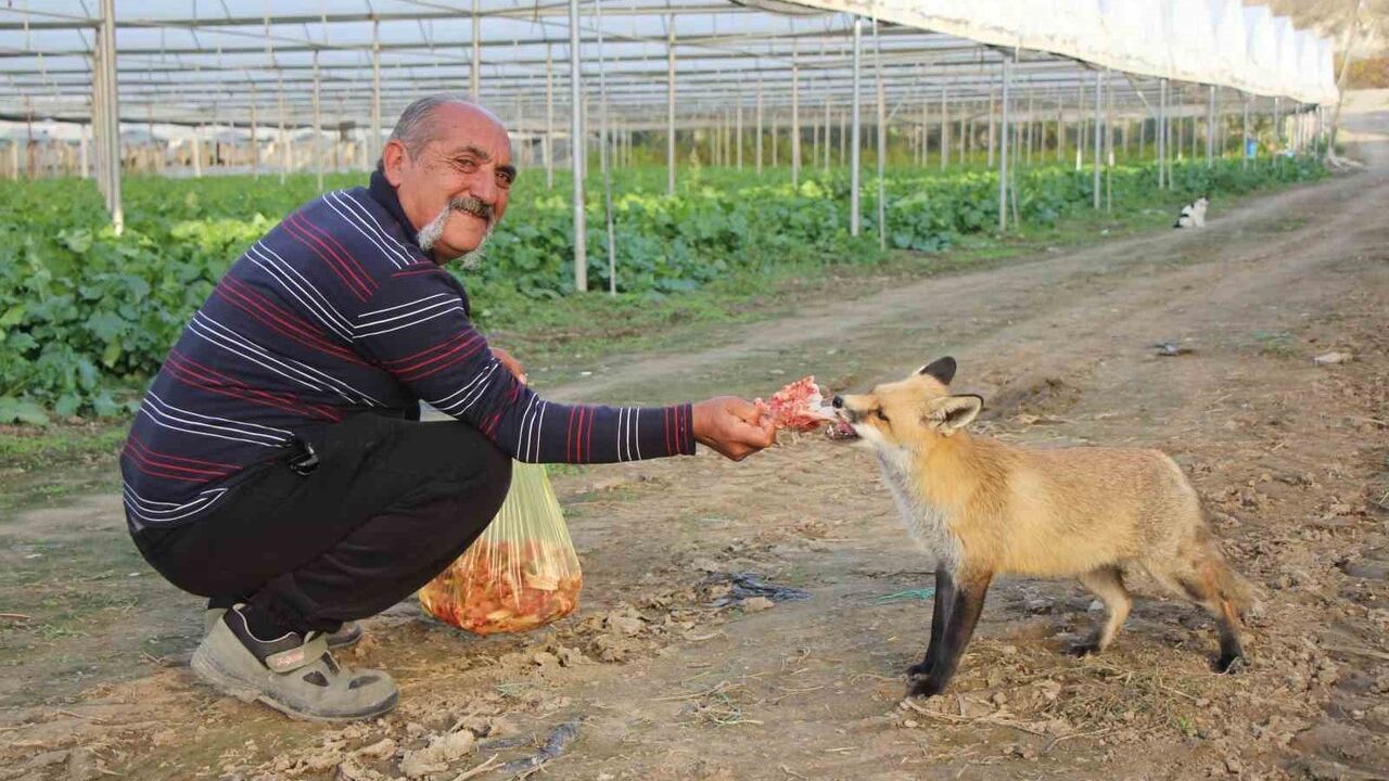 Kardeşlerin Tilki Sevgisi: Bir Rekabet Hikayesi