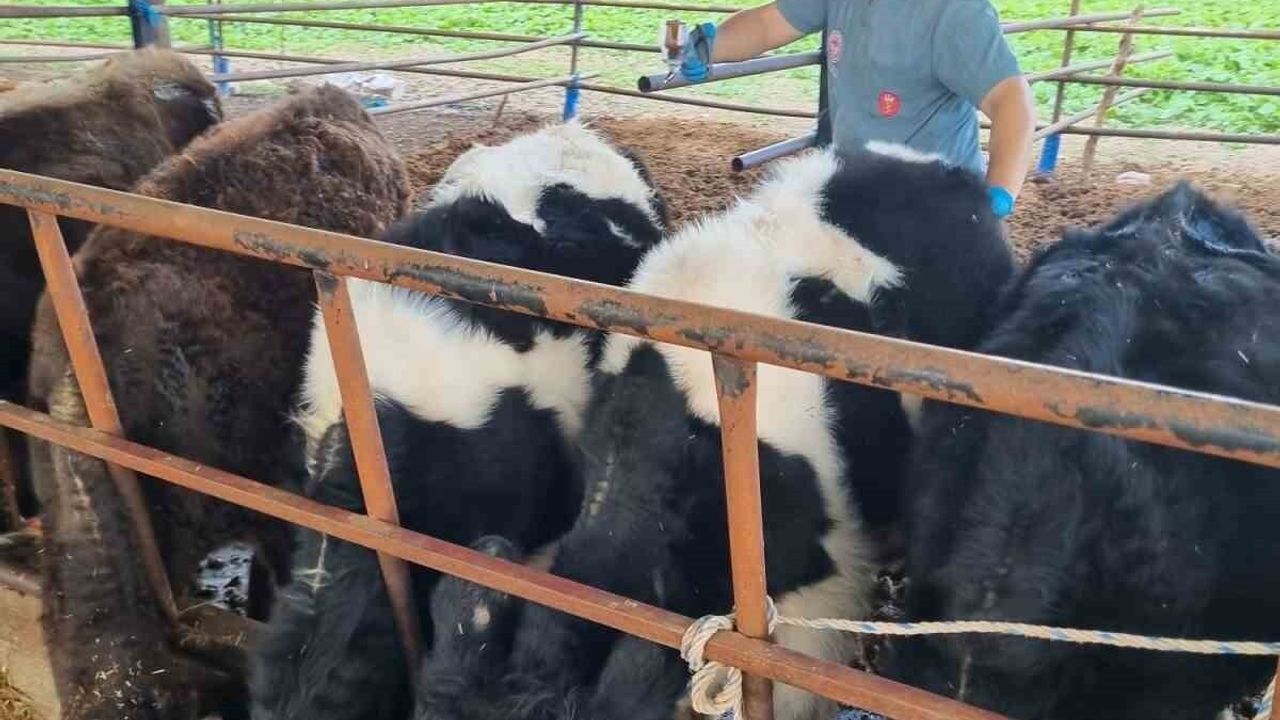 Karpuzlu'da Hayvan Sağlığı İçin İş Birliği ve Denetimler Devam Ediyor