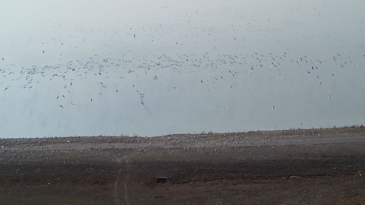 Kars Barajı: Göçmen Kuşların Yeni Sığınağı