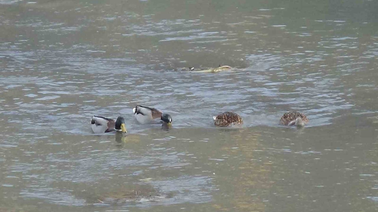 Kars Çayı'nda Yüzlerce Yabani Ördek Görüntülendi