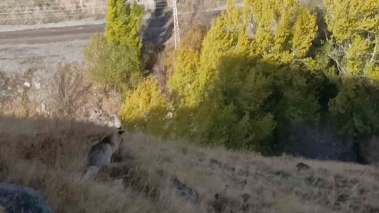 Kars'ta Kızıl Tilki Görüntülendi