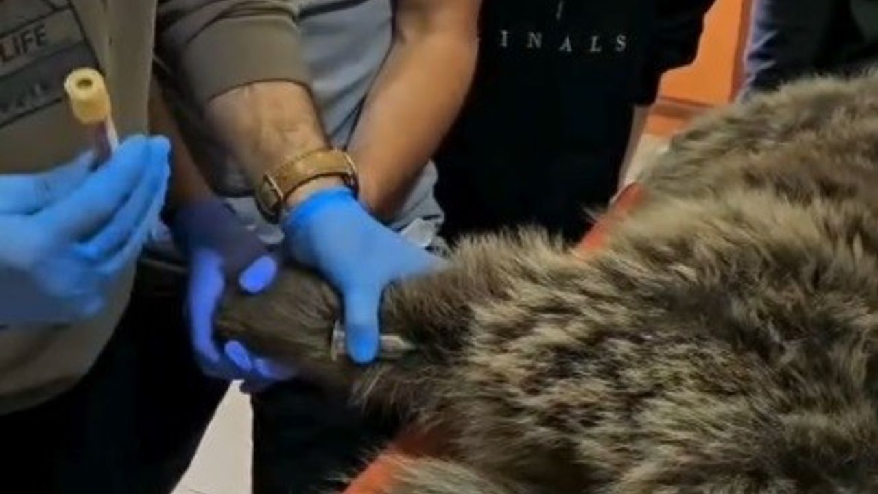 Kars'ta Yaralı Bozayı Tedavi Ediliyor