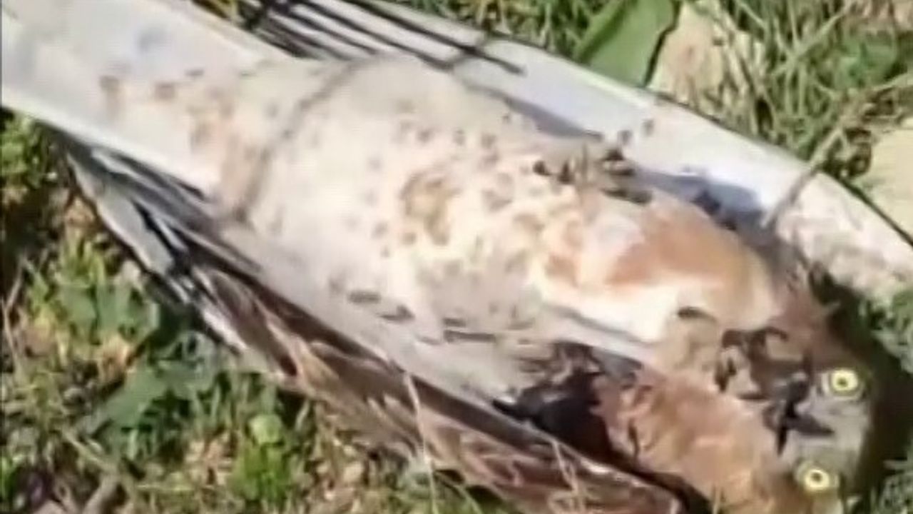 Kartal ve Yılan Arasındaki Hayatta Kalma Mücadelesi