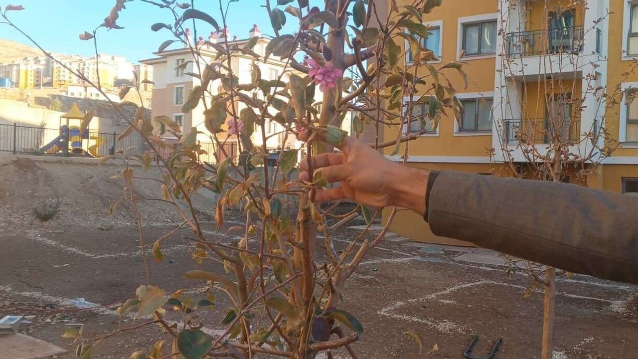 Kasım Ayında Beklenmedik Çiçek Açma Olayı