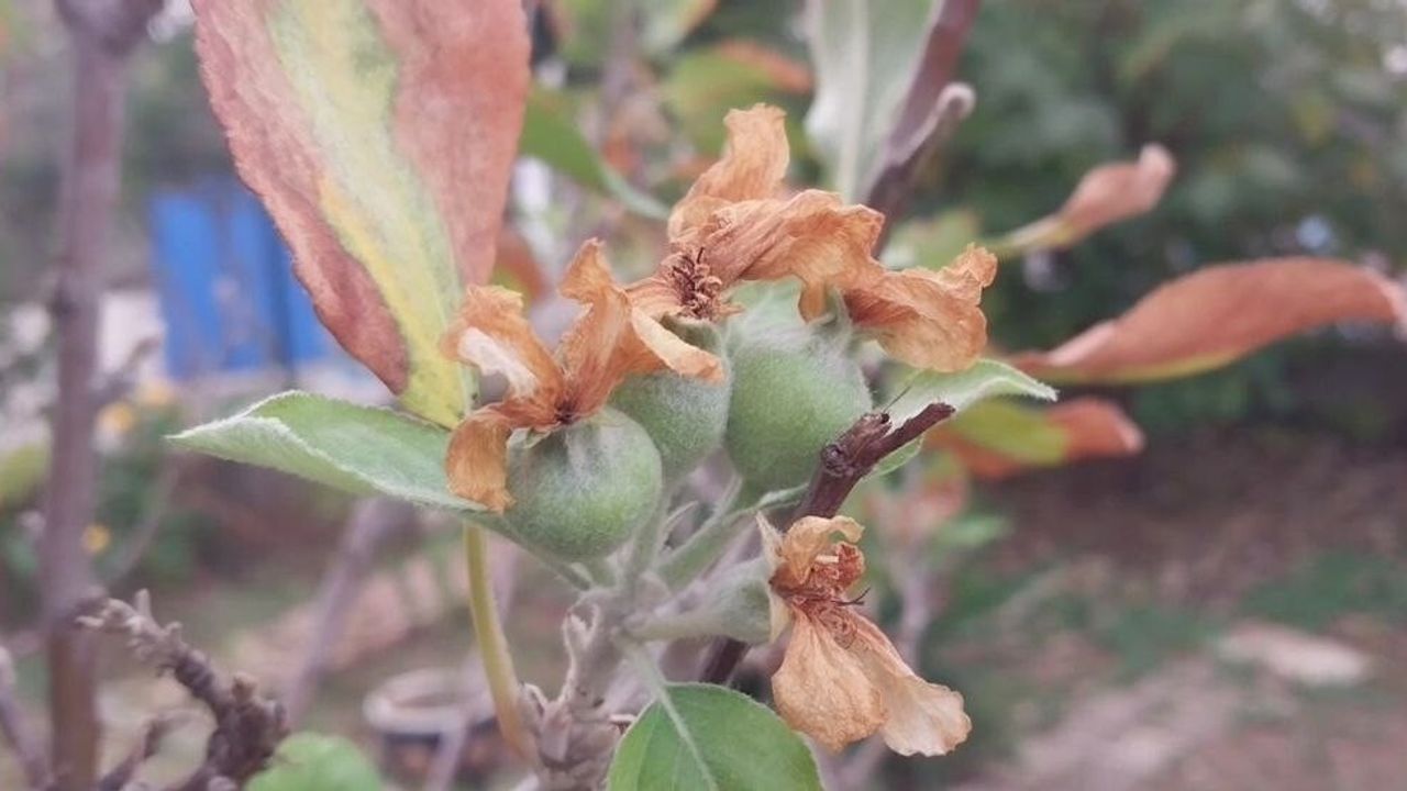 Kasım Ayında Elma Ağaçları Çiçek Açtı ve Meyve Verdi