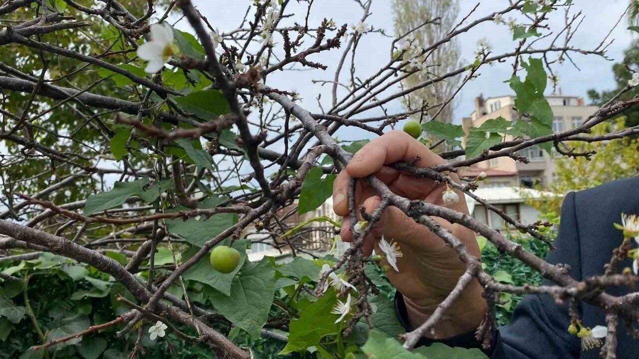 Kasım Ayında Erik Ağacı Çiçek Açtı