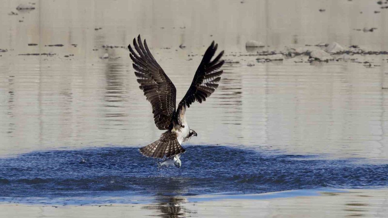 Kastamonu'da Balık Kartalları Görüntülendi