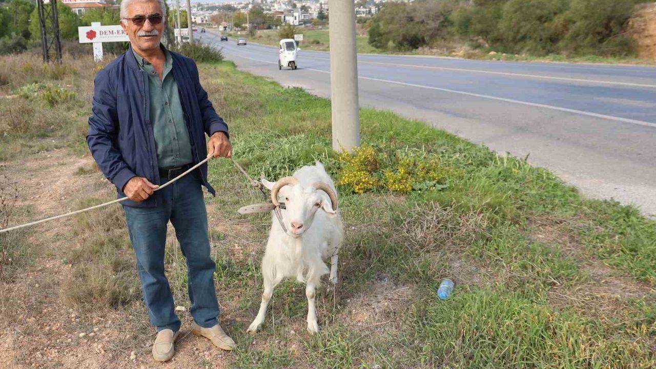 Keçileriyle Mutluluğu Buldu