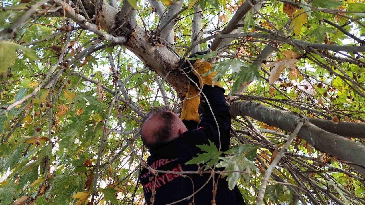 Kedi Ağaçta Mahsur Kaldı, İtfaiye Seferber Oldu