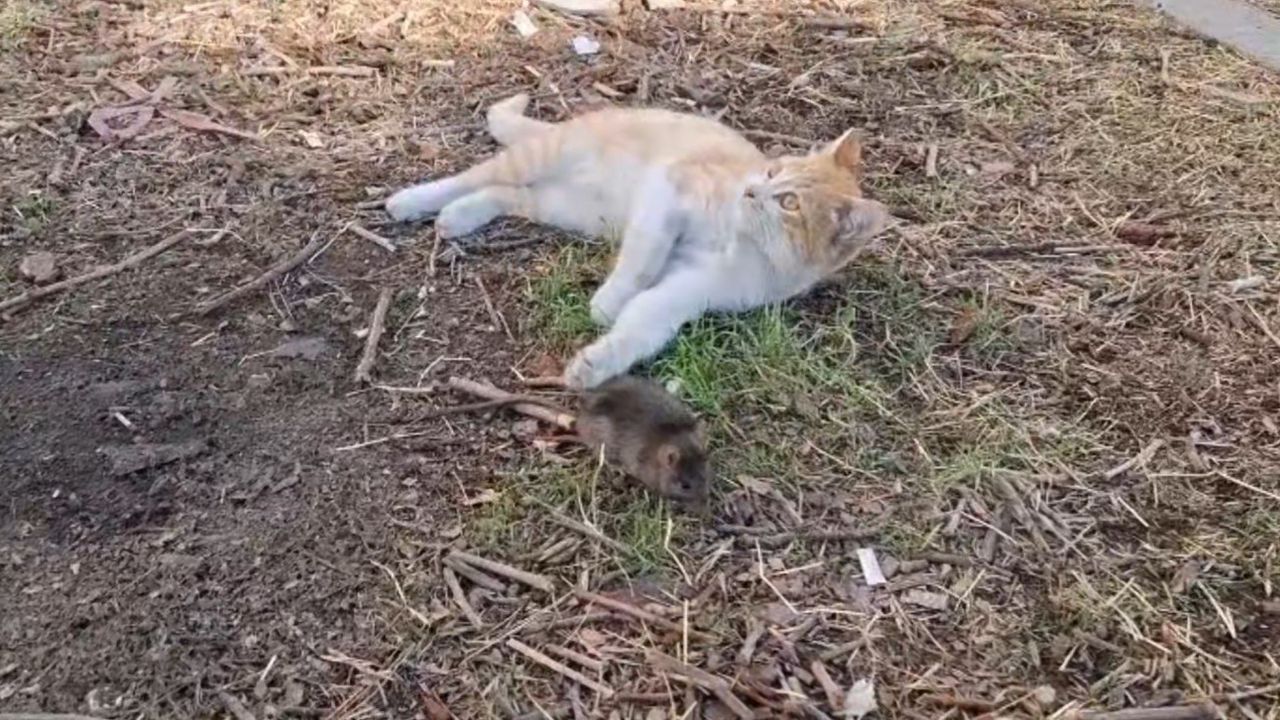 Kedi ve Fare Dostluğu Sosyal Medyayı Salladı