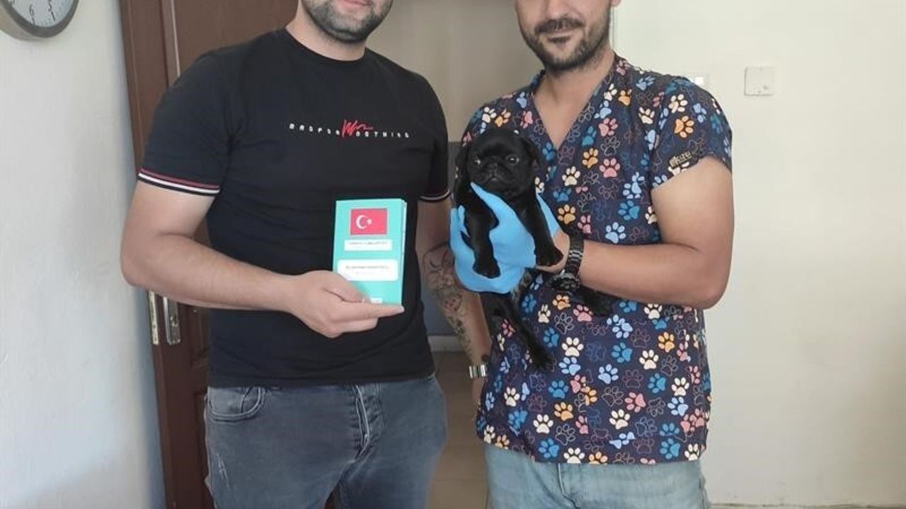 Kedi ve Köpek Kimliklendirme Zorunluluğu 31 Aralık 2025'e Kadar