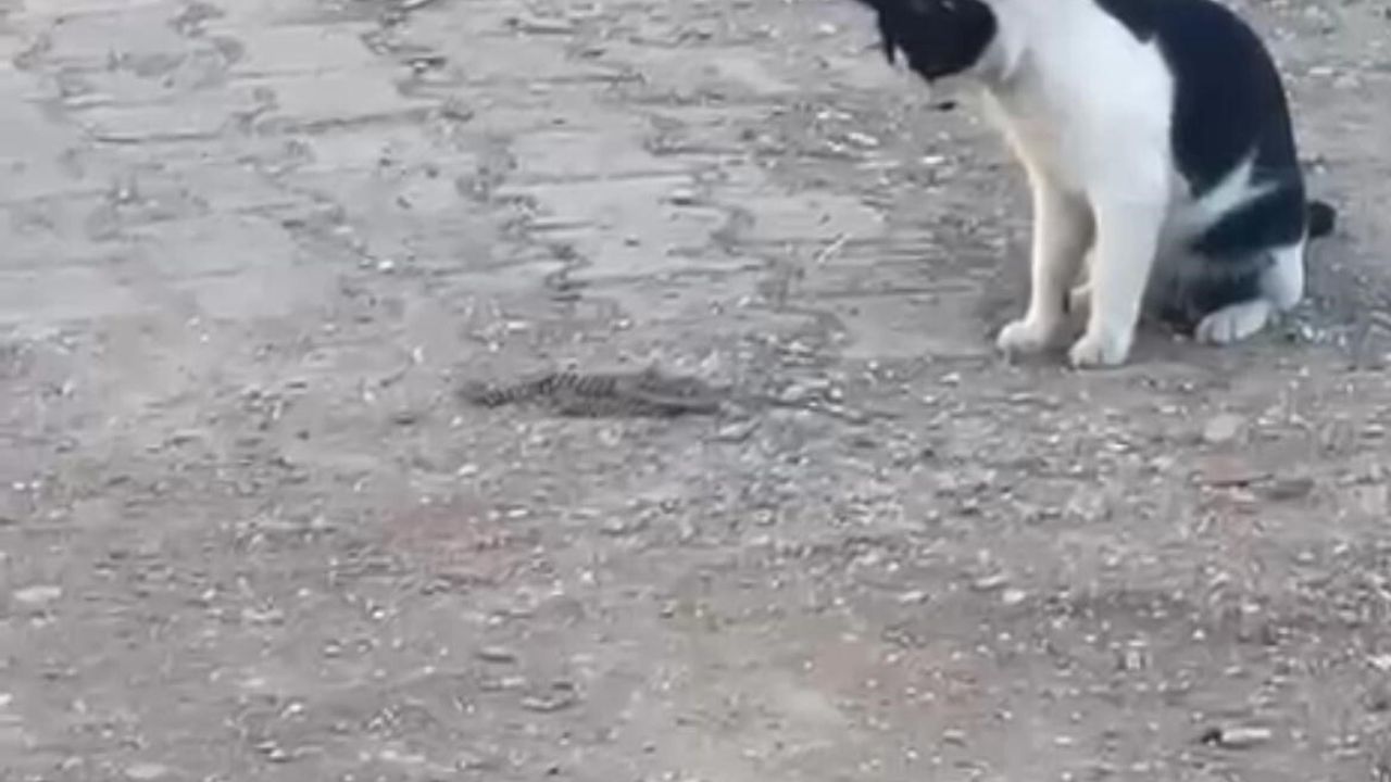 Kedi ve Yılanın Sıra Dışı Oyunu Siirt'te Kameralara Yansıdı