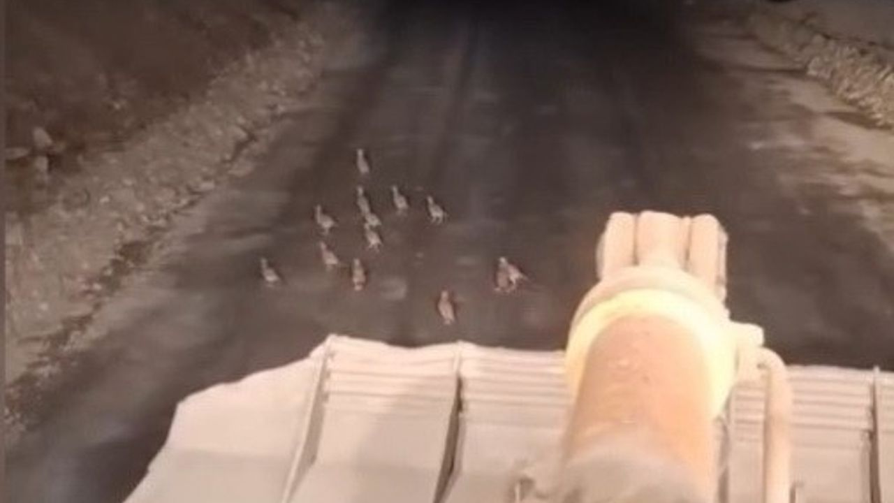 Keklik Yavrularına Duyarlı Müdahale