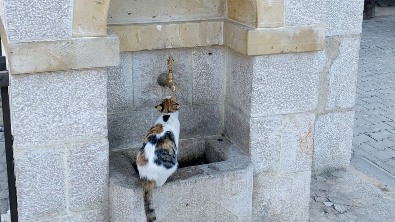 Kemaliye'nin Sevimli Kedisi Tekir Çeşme Başında