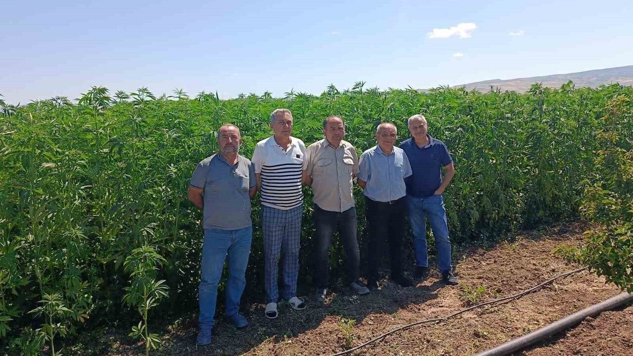 Kenevirin Tarımı Çiftçilere Yeni Bir Gelir Kapısı Açıyor