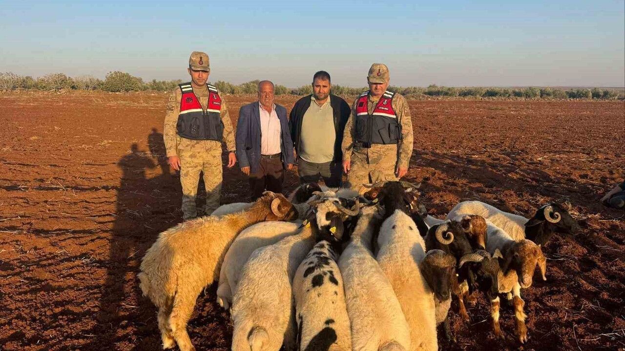 Kilis'te Kaybolan Küçükbaş Hayvanlar Jandarma Tarafından Bulundu