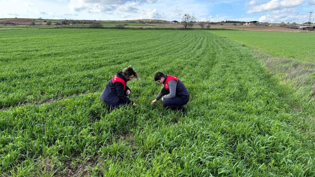 Kırklareli'nde Kuraklığa Dayanıklı Yem Bitkileri Kontrol Edildi