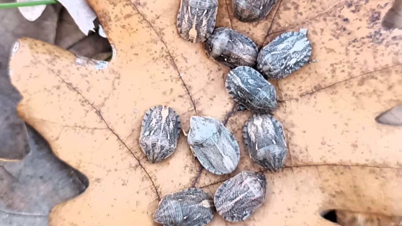 Kırklareli'nde Süne Zararlısına Karşı Yeni Mücadele