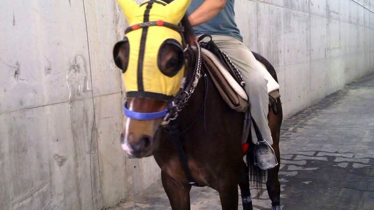 Kırmızı Işıkta Geçen Araç Seyisi Hayatından Etti