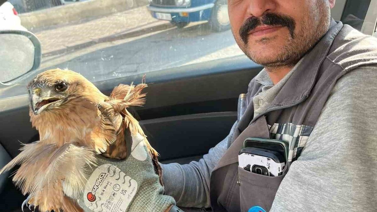 Kırşehir’de Yaralı Şahin Tedavi Altına Alındı