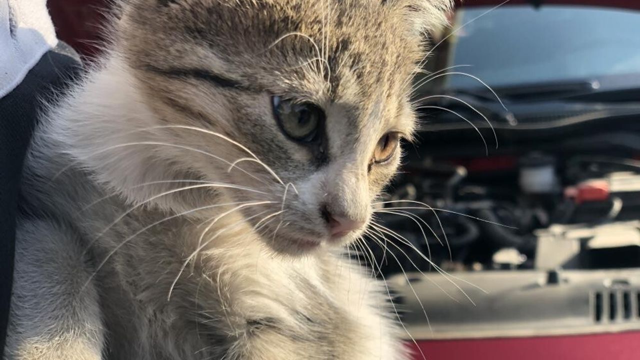 Kış Aylarında Araç Kontrolü: Sokak Hayvanlarını Koruyun