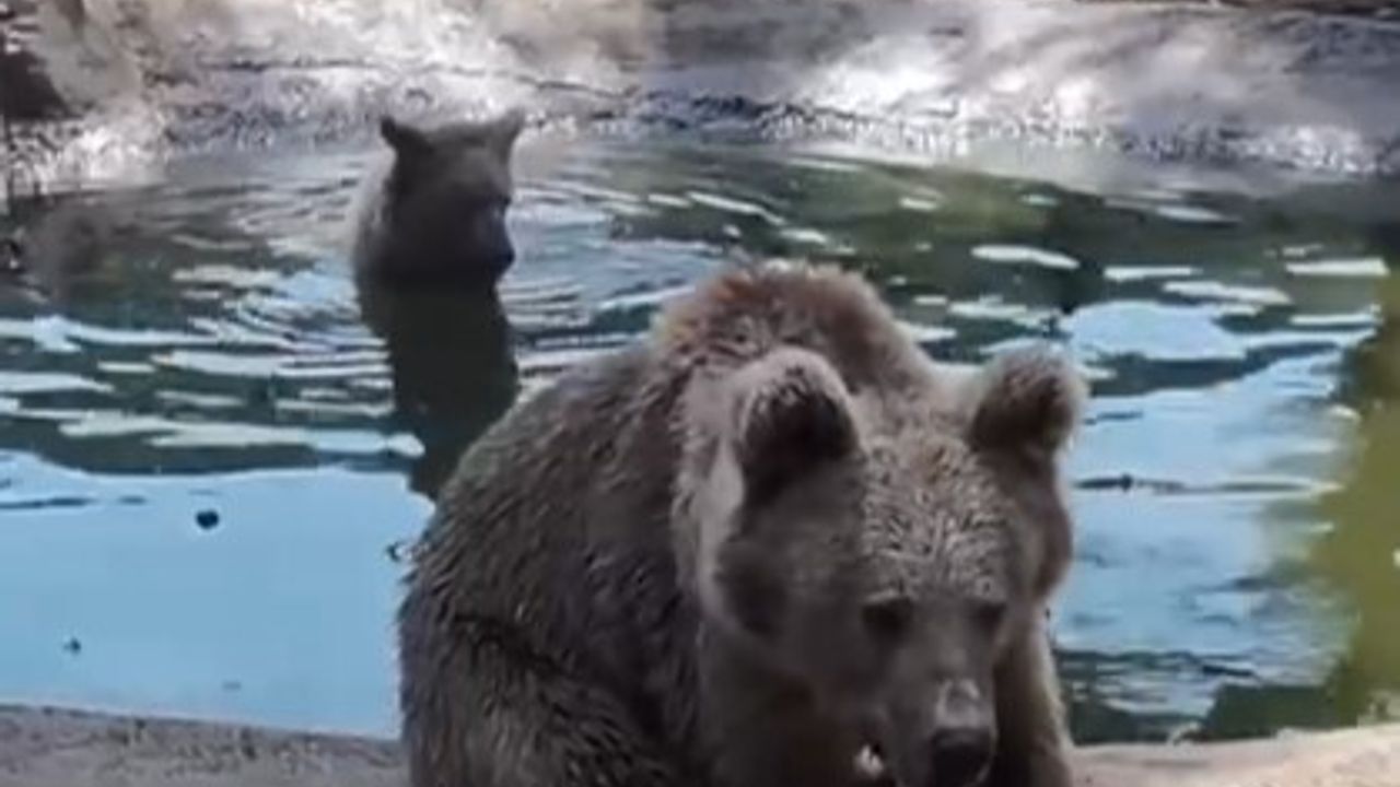 Kış Uykusuna Hazırlanan Ayıların Son Keyfi