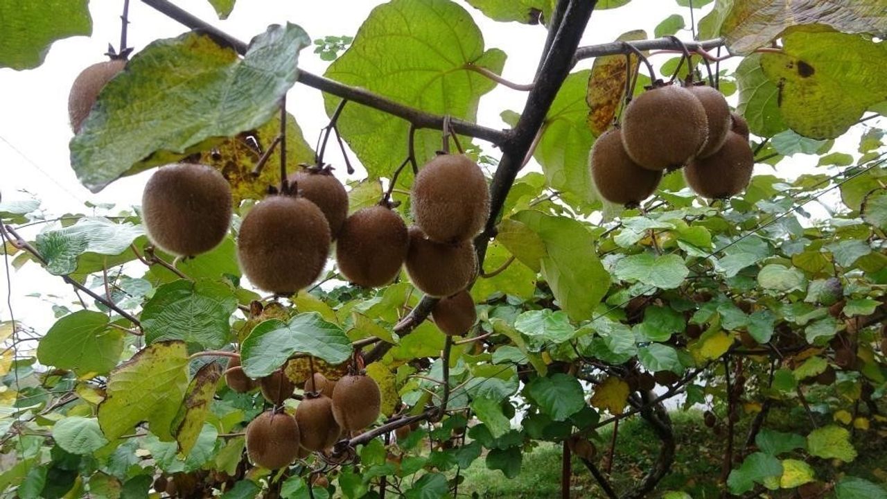 Kivi Üreticileri İran İthalatından Şikayetçi