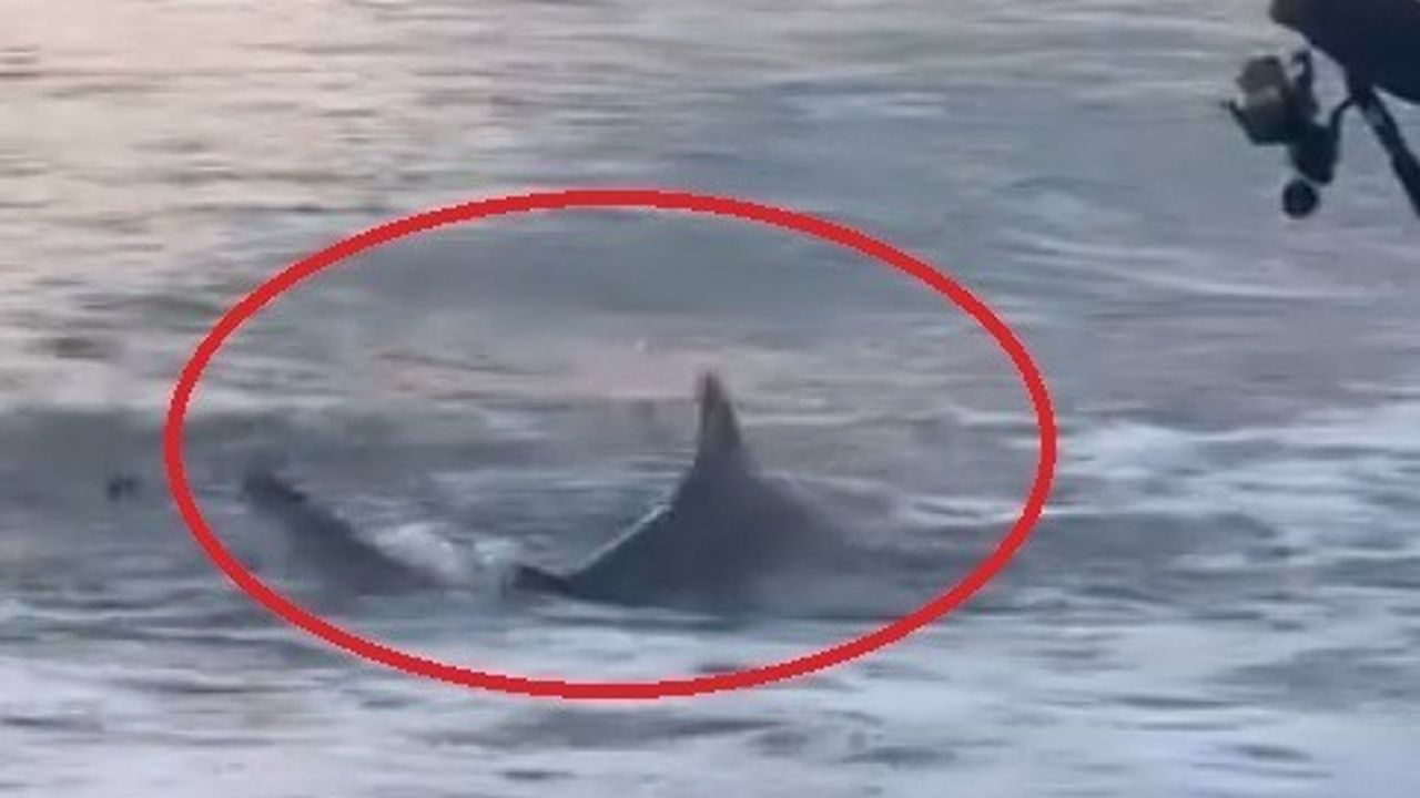 Kıyı Balıkçısının Oltasına Takılan Köpek Balığı Şaşırttı