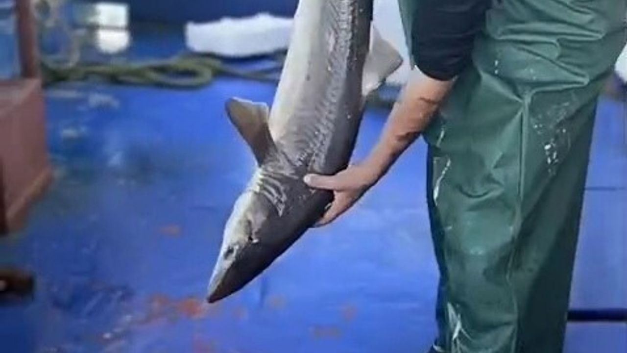 Kıyıköy'de Duyarlı Balıkçıdan Örnek Davranış