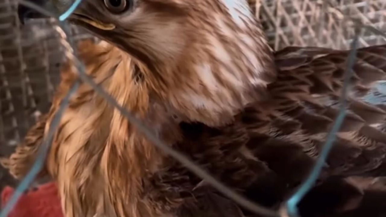 Kızıl Şahin Koruma Altına Alındı