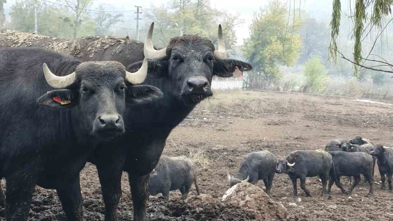 Kocaeli'de Manda Yetiştiriciliği Gelişiyor