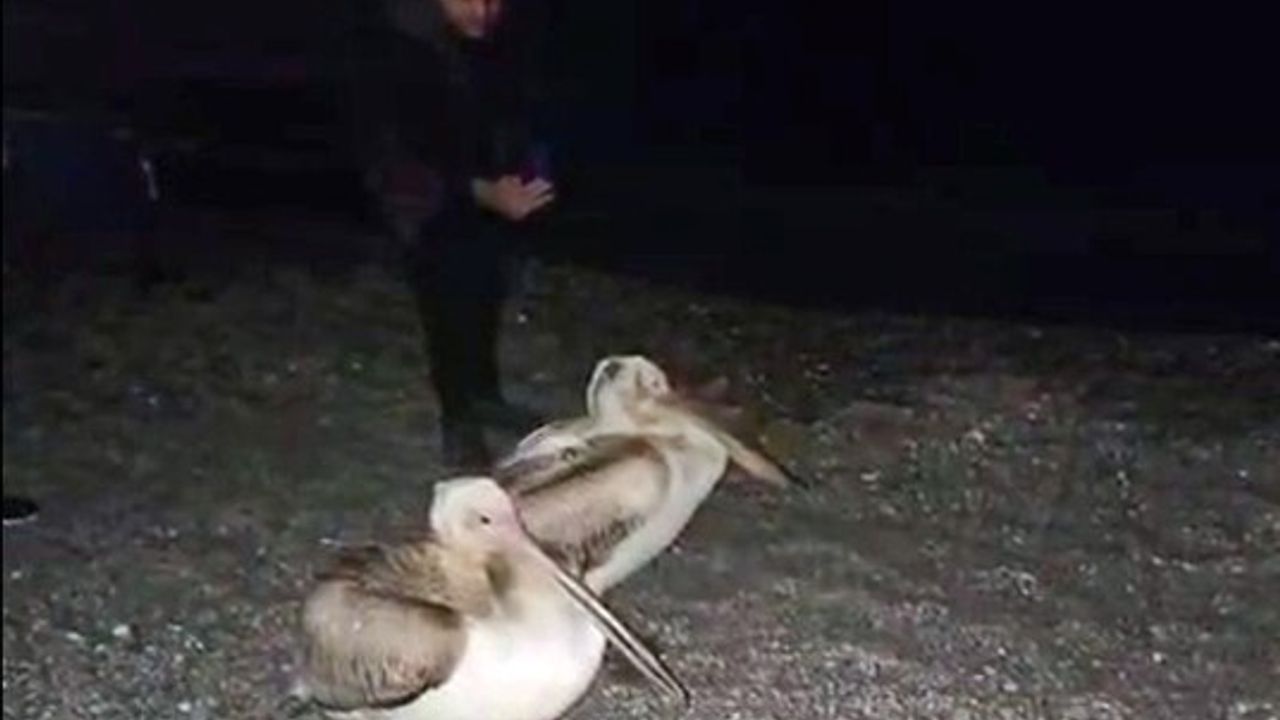 Konyaaltı Sahili'nde Pelikan Sürprizi