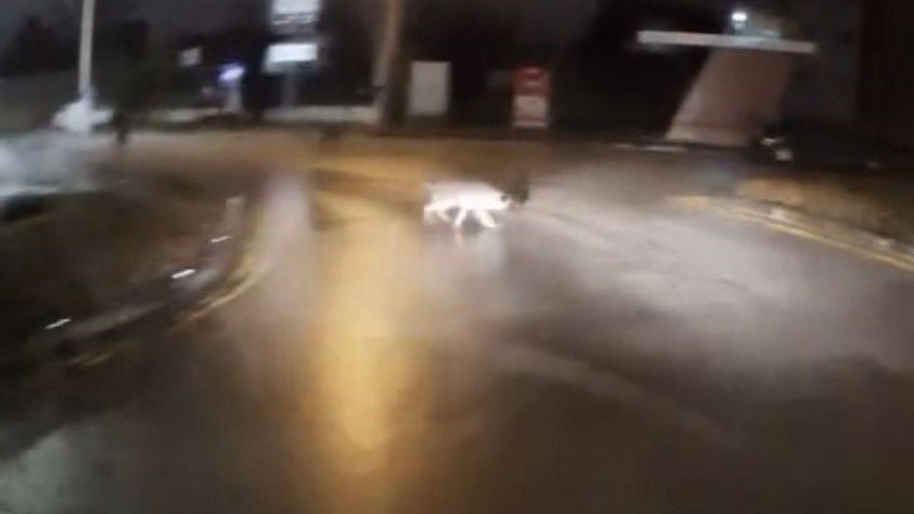 Köpeklerin Peşinden Kaçan Genç, Sürücünün Yardımıyla Kurtuldu