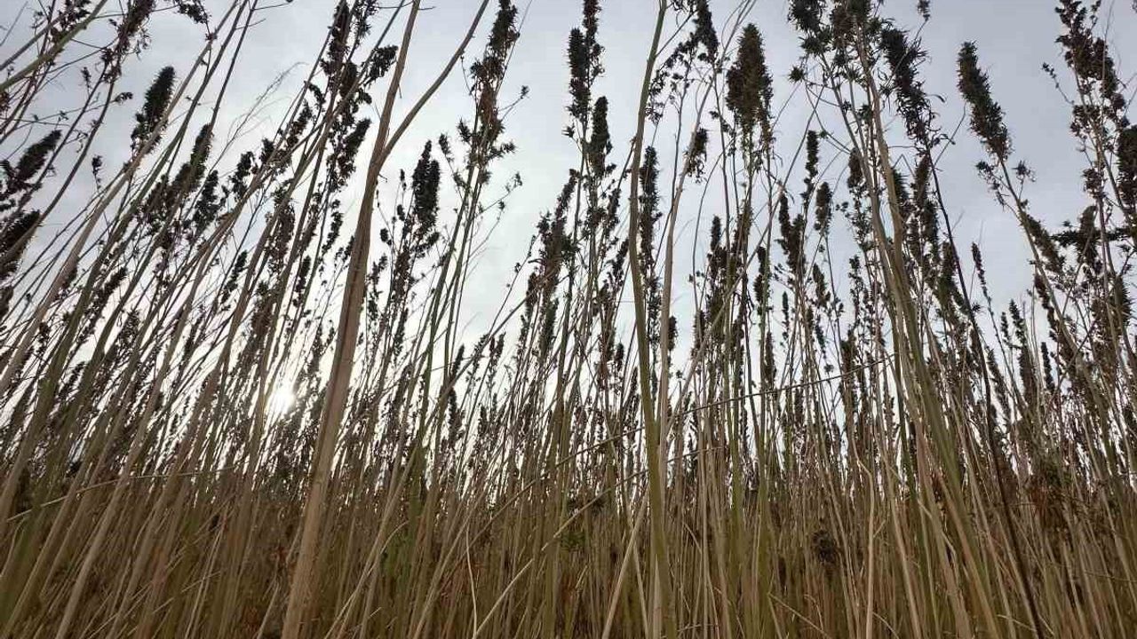 Kulu'da Endüstriyel Kenevir Hasadı Başladı
