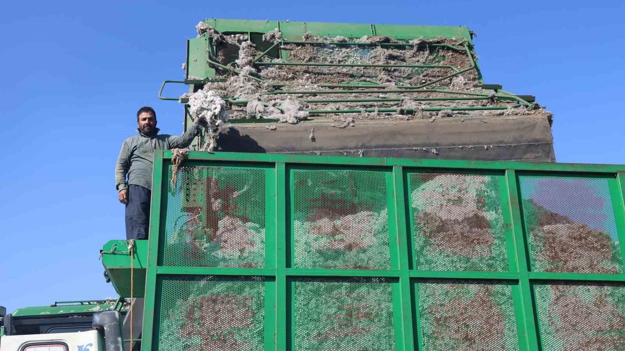 Kuraklık Pamuk Rekoltesini Olumsuz Etkiledi