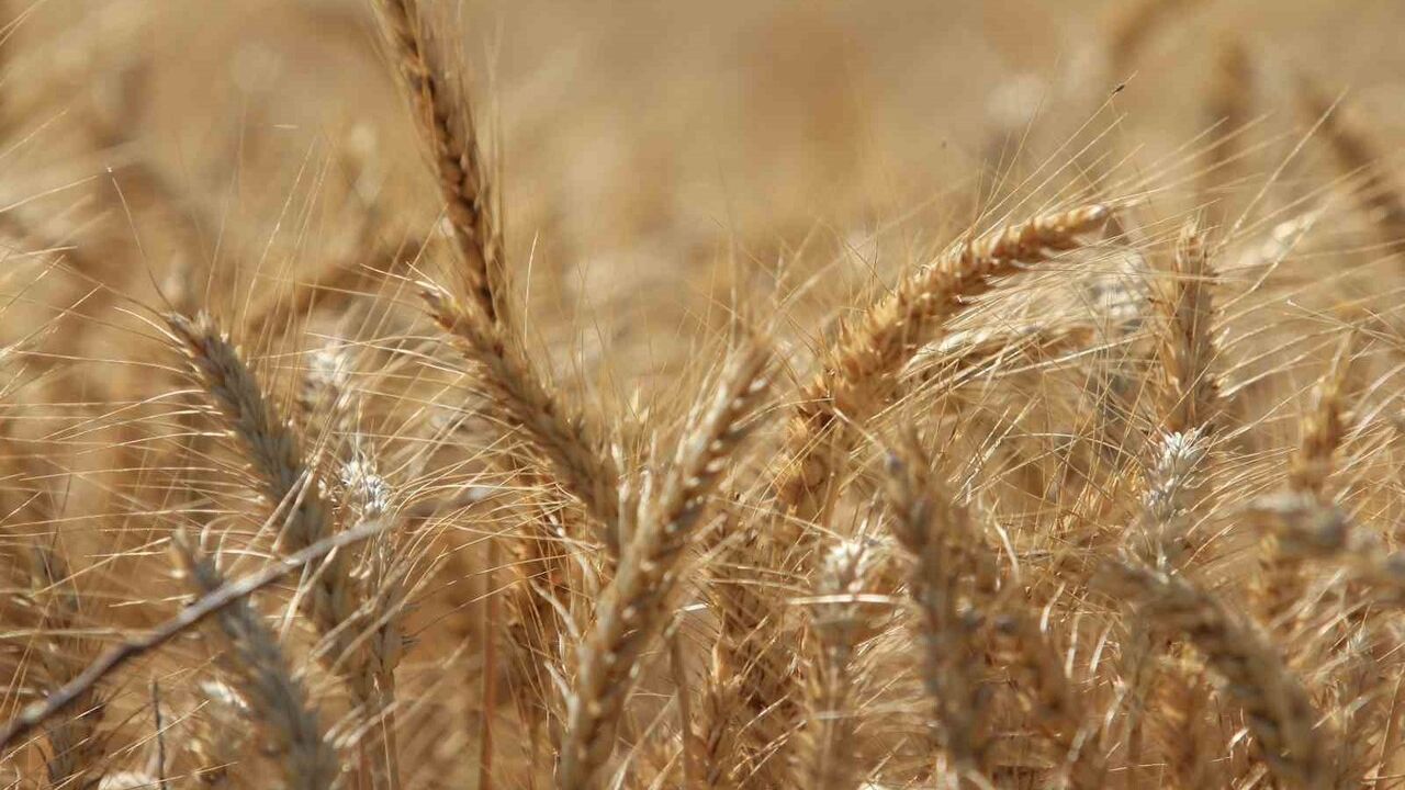 Küresel Tahıl Üretiminde Rekor Artış Bekleniyor