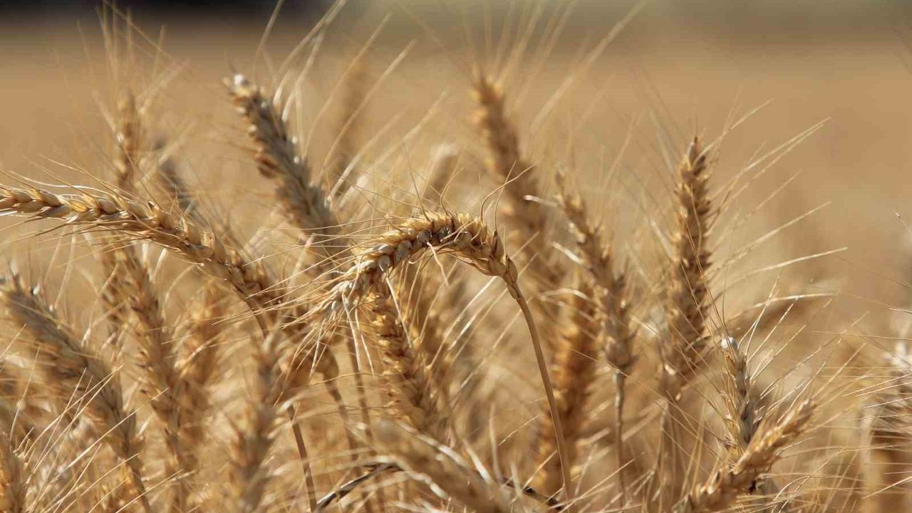Küresel Tahıl Üretiminde Rekor Tahminleri