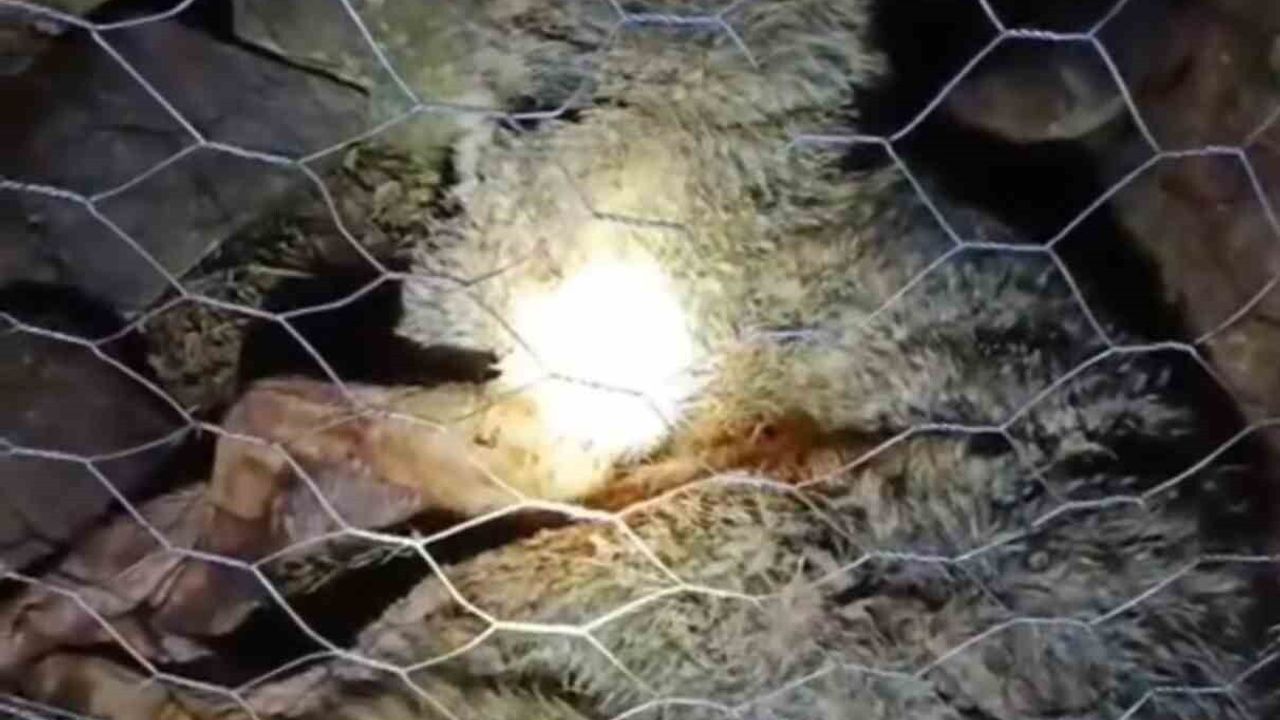 Kurt Saldırısına Çoban Köpekleri Engeli