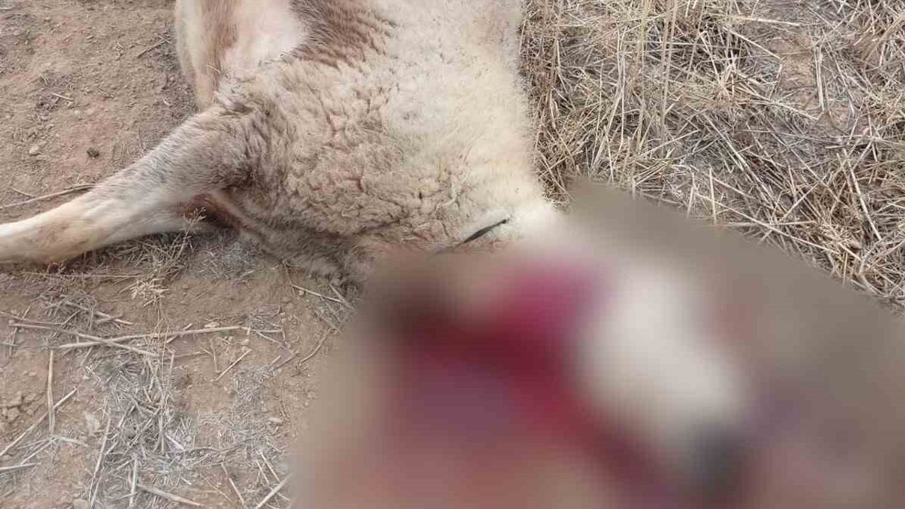 Kurt Sürüsü Çorum'da Küçükbaş Hayvanlara Saldırdı