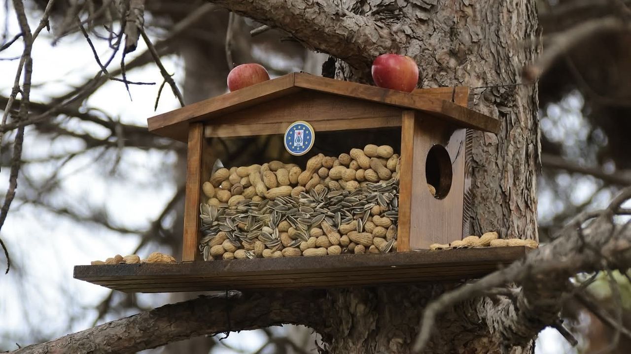 Kütahya Belediyesi'nden Kış Hazırlığı: Sincap ve Kuşlar İçin Destek