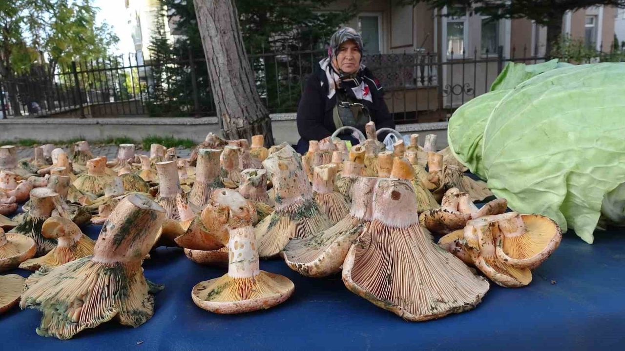 Kütahya'da Melki Mantarının Yükselişi