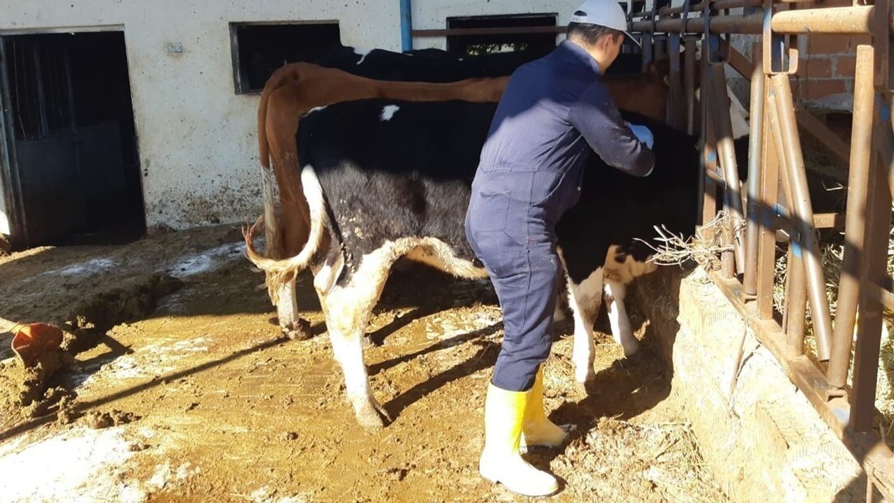 Kuyucak’ta Şap Hastalığı Alarmı