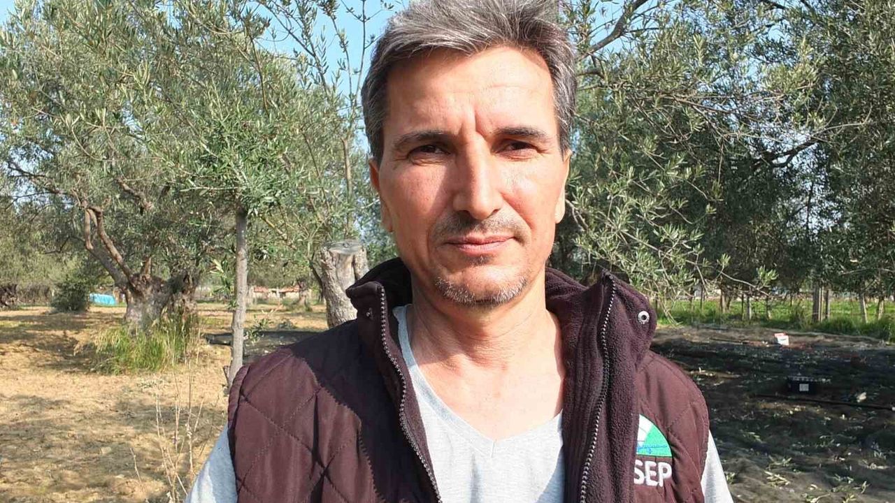 Makineli Zeytin Hasadı: Verim Artışı ve Kolaylık