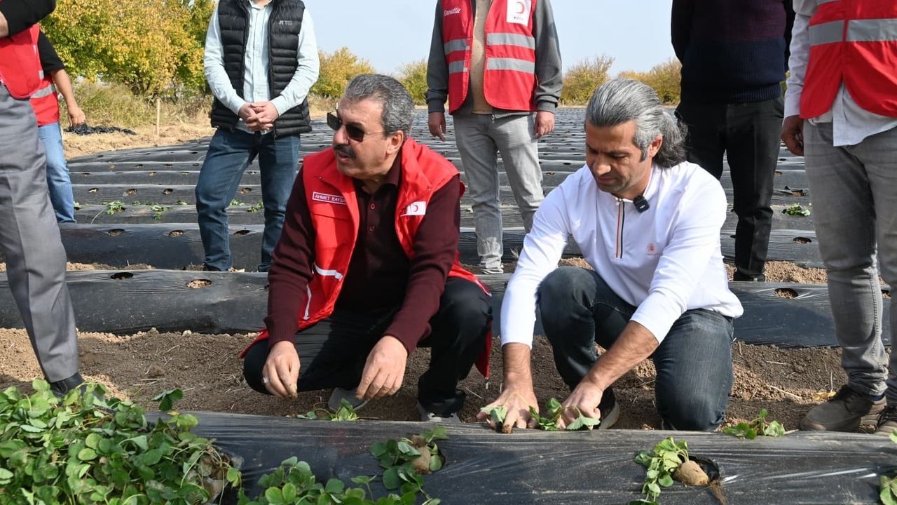 Malatya'da Çilek Yetiştiriciliği İçin Hibe Destekli Proje Başladı