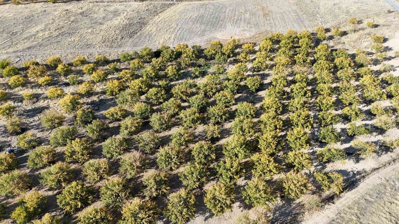 Malatya'da Kayısı Ağaçları Umut Veriyor